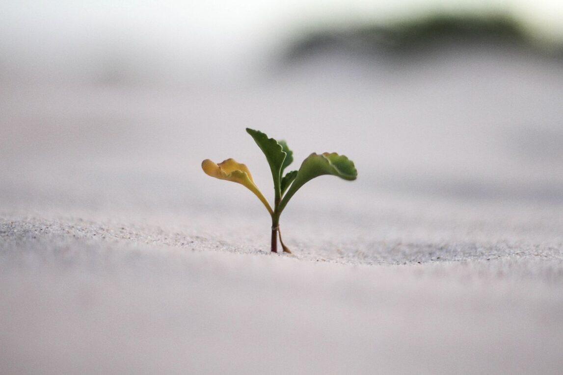 Faith the Size of a Mustard Seed
