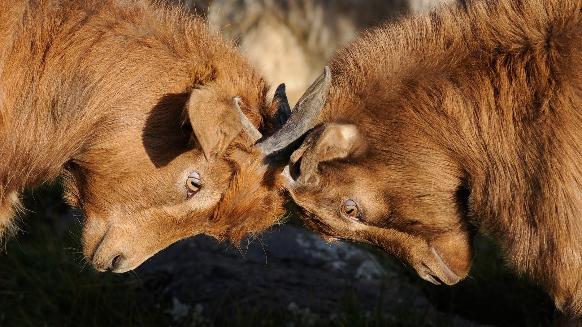 competition dispute goats illustrating incompatible physical models
