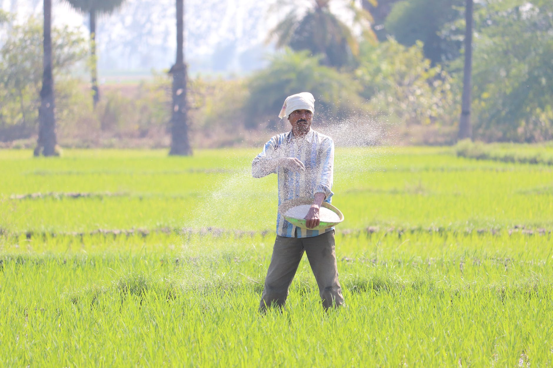 senior man sowing rice in field toward contextualizing faith the size of a mustard seed