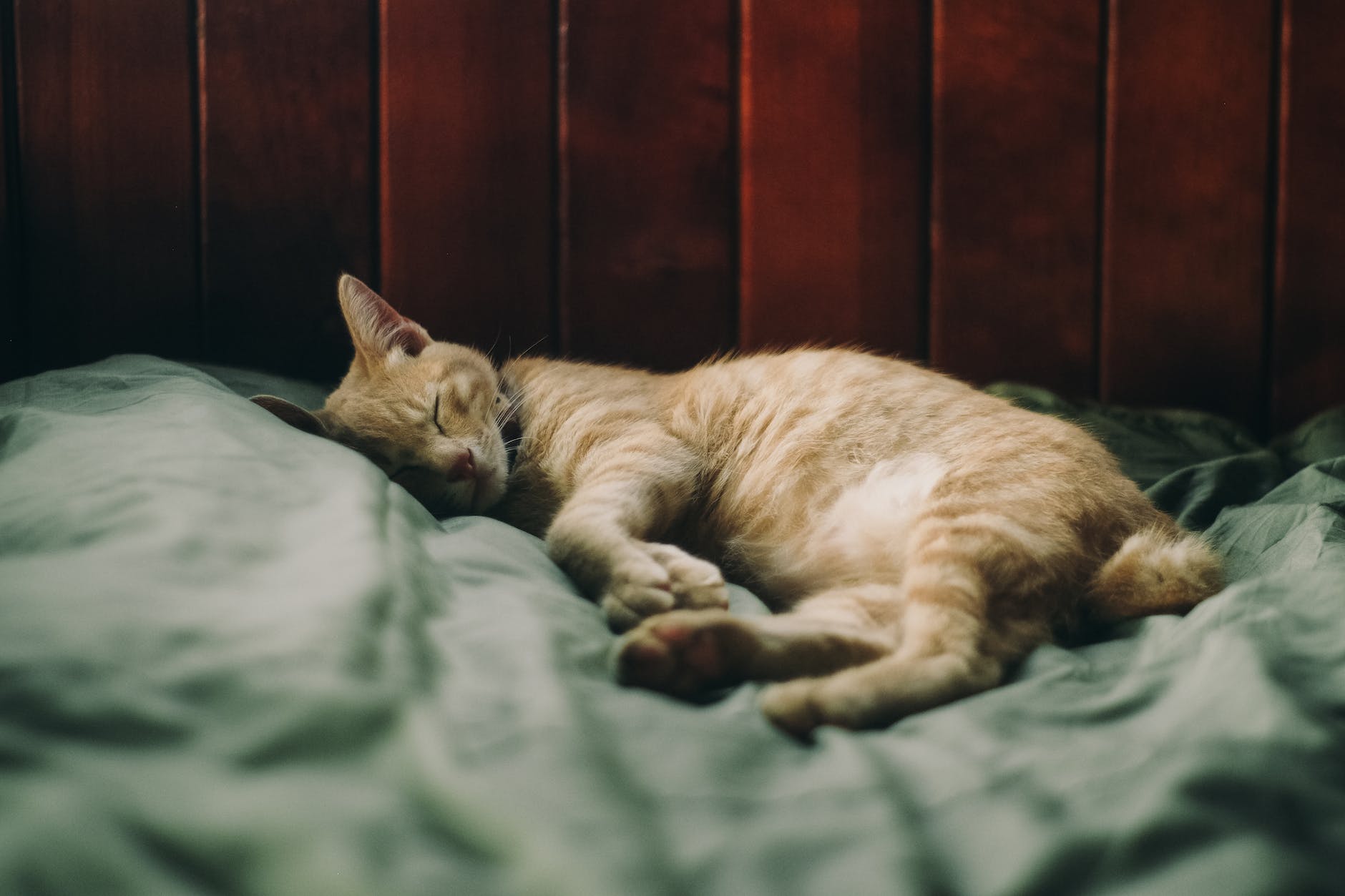 orange tabby cat illustrating the know thyself religion