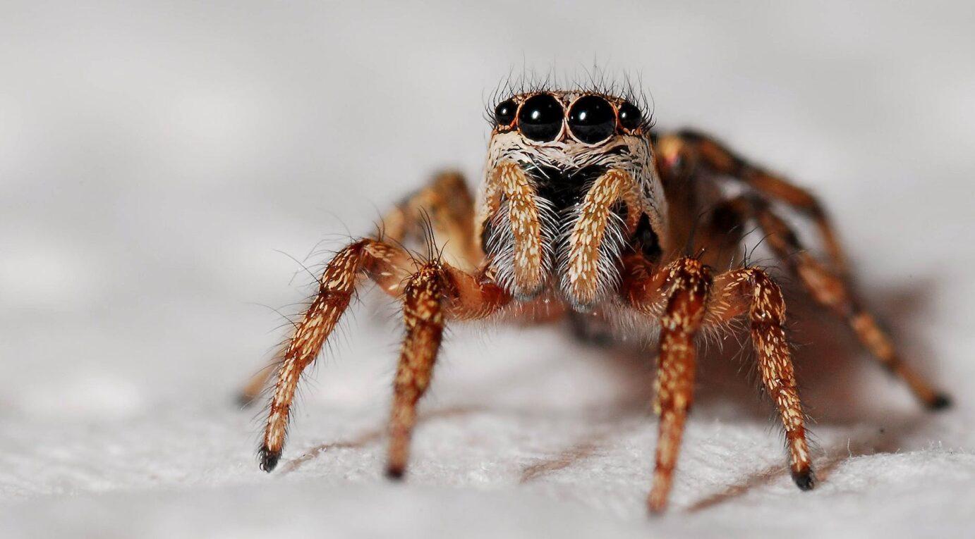 nature insect macro spider toward illustrating premanifestations