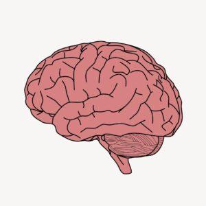 Human brain clipart illustrating to know all there is to know in this moment