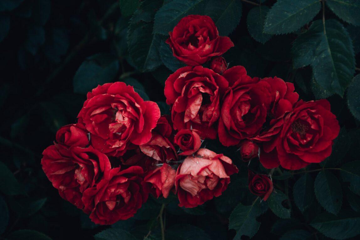 A Rose by Any Other Name