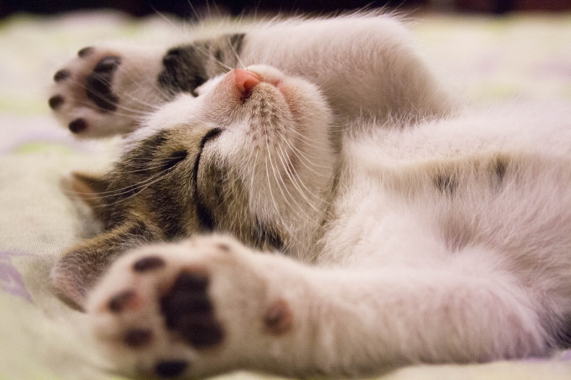close up photo of cute sleeping cat describing new incarnations